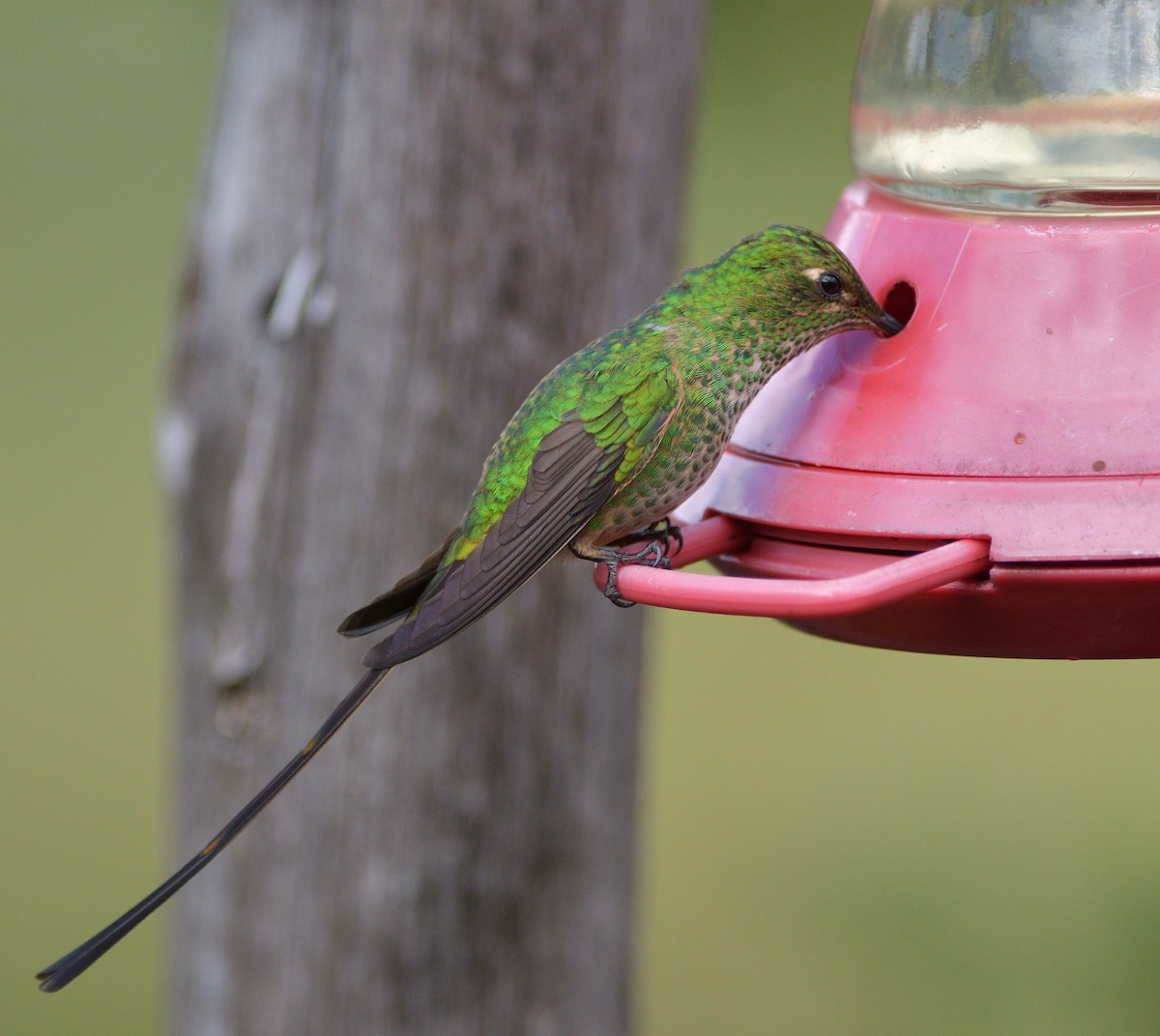 sylfa Viktoriina - ML646560249