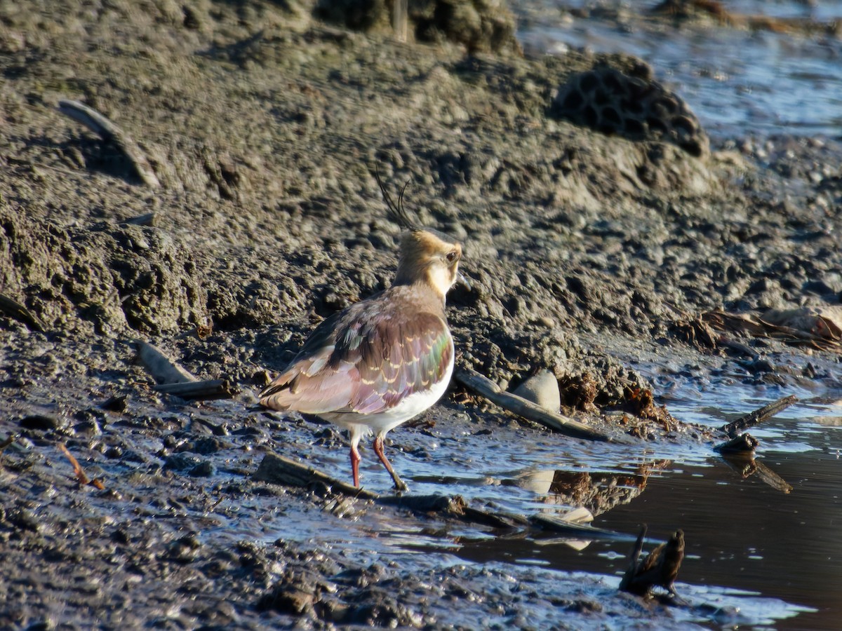 小辮鴴 - ML646560251