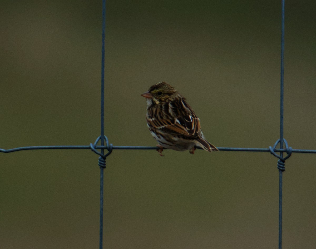 Savannah Sparrow - ML646560252