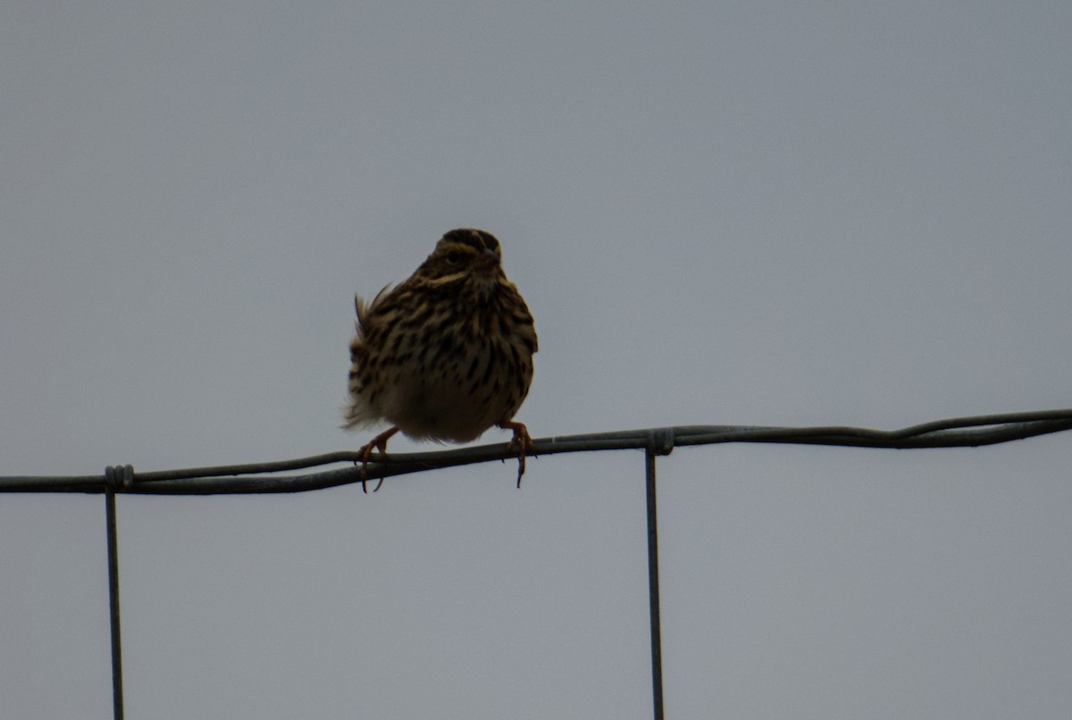 Savannah Sparrow - ML646560253