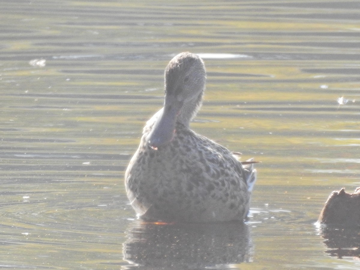 Northern Shoveler - ML646560254