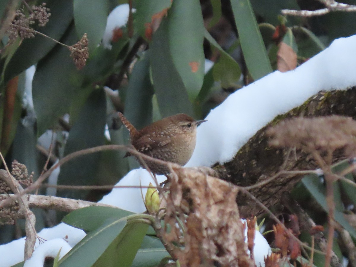 Winter Wren - ML646560256