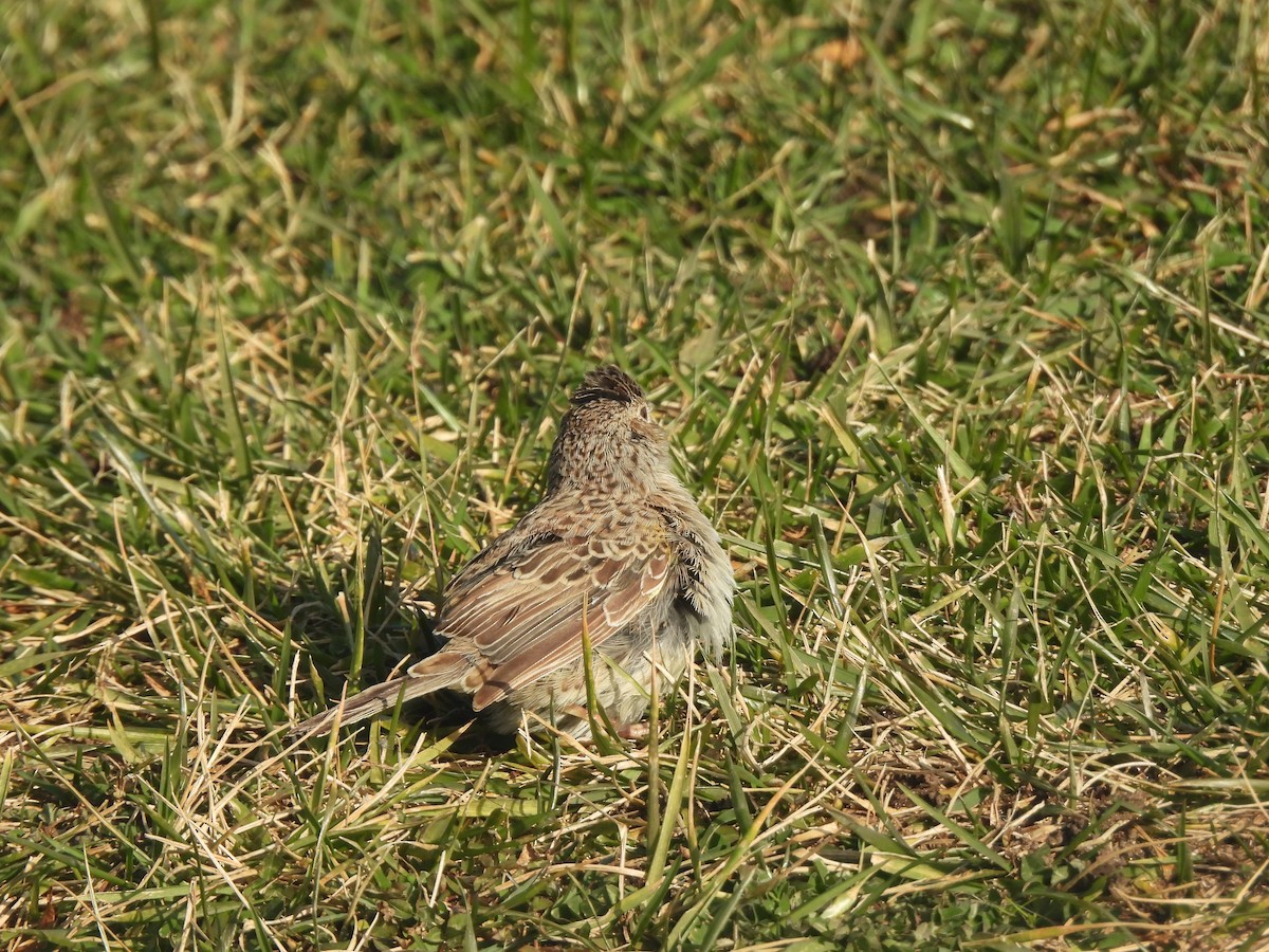 Cassin's Sparrow - ML646560261