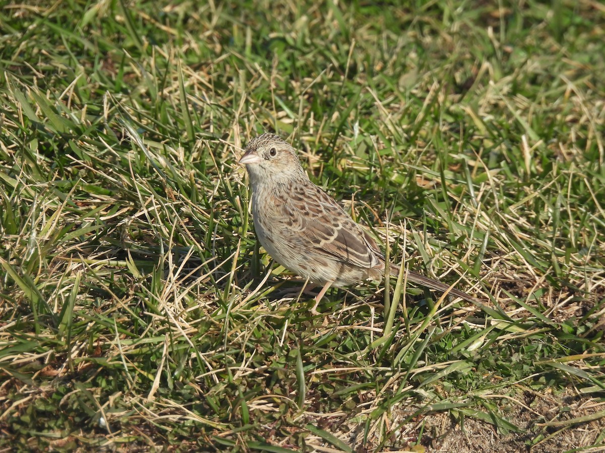 Cassin's Sparrow - ML646560262