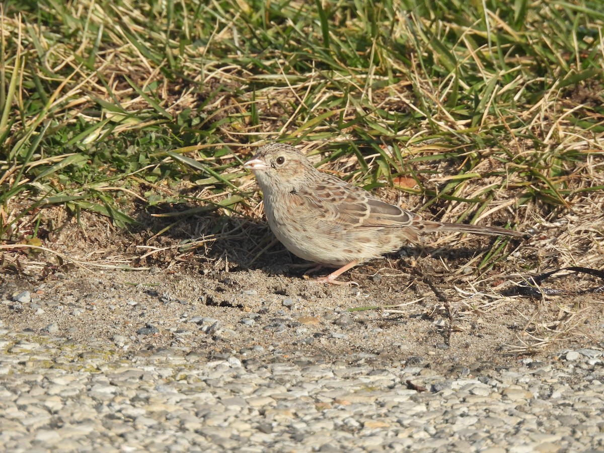 Cassin's Sparrow - ML646560263