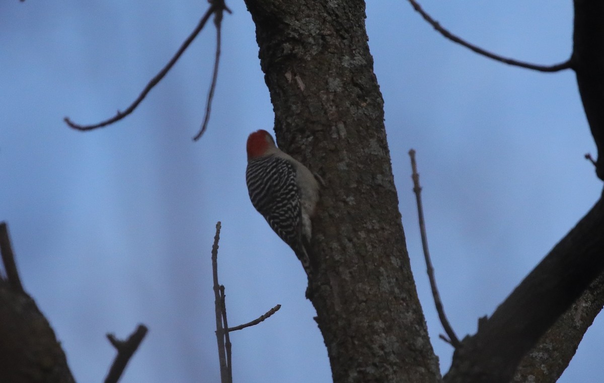 Carpintero de Carolina - ML646560265