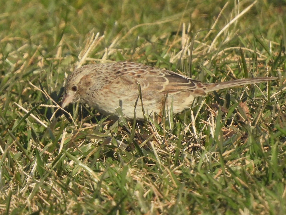 Cassin's Sparrow - ML646560266