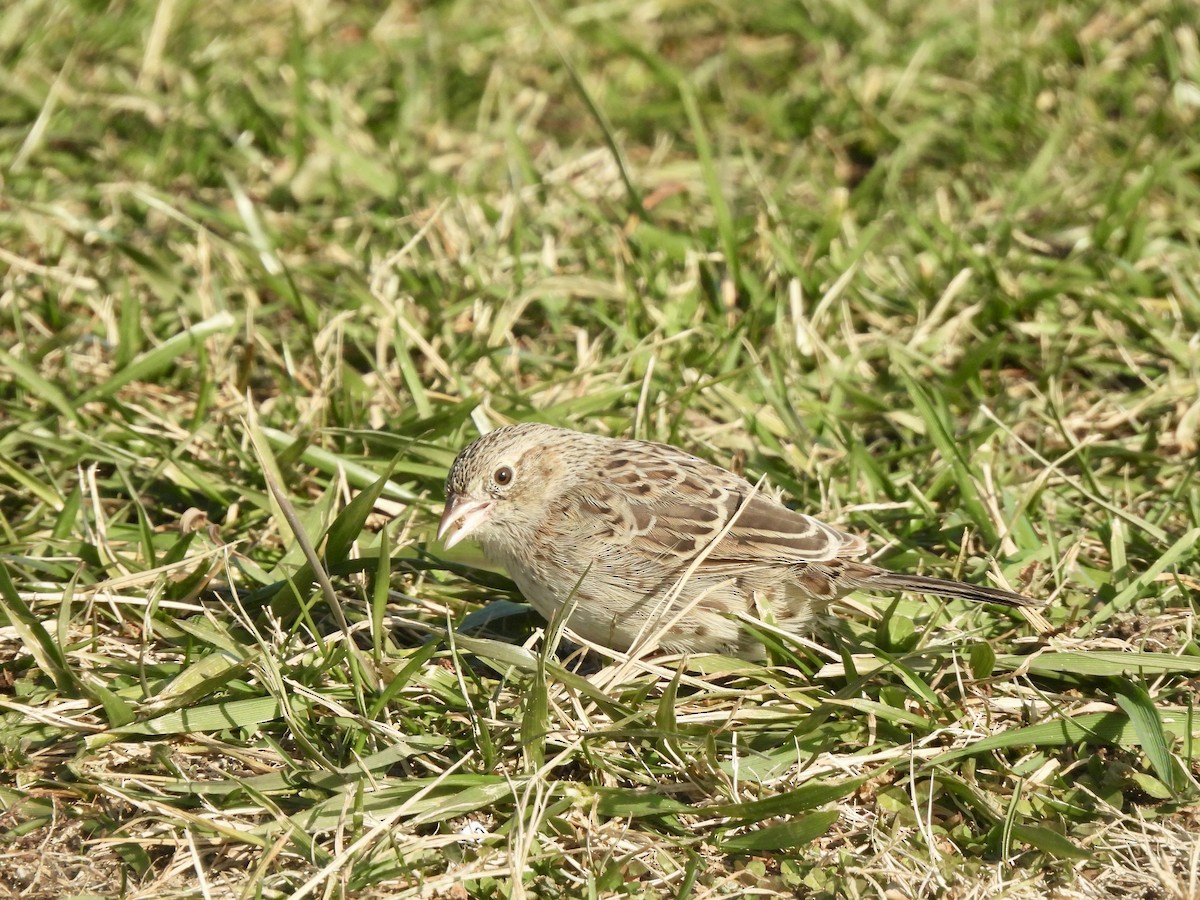 Cassin's Sparrow - ML646560267