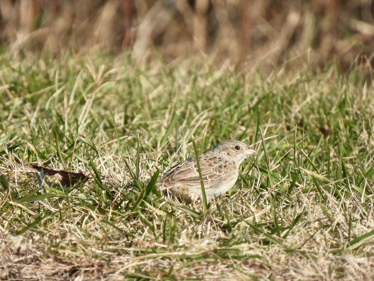 Cassin's Sparrow - ML646560268