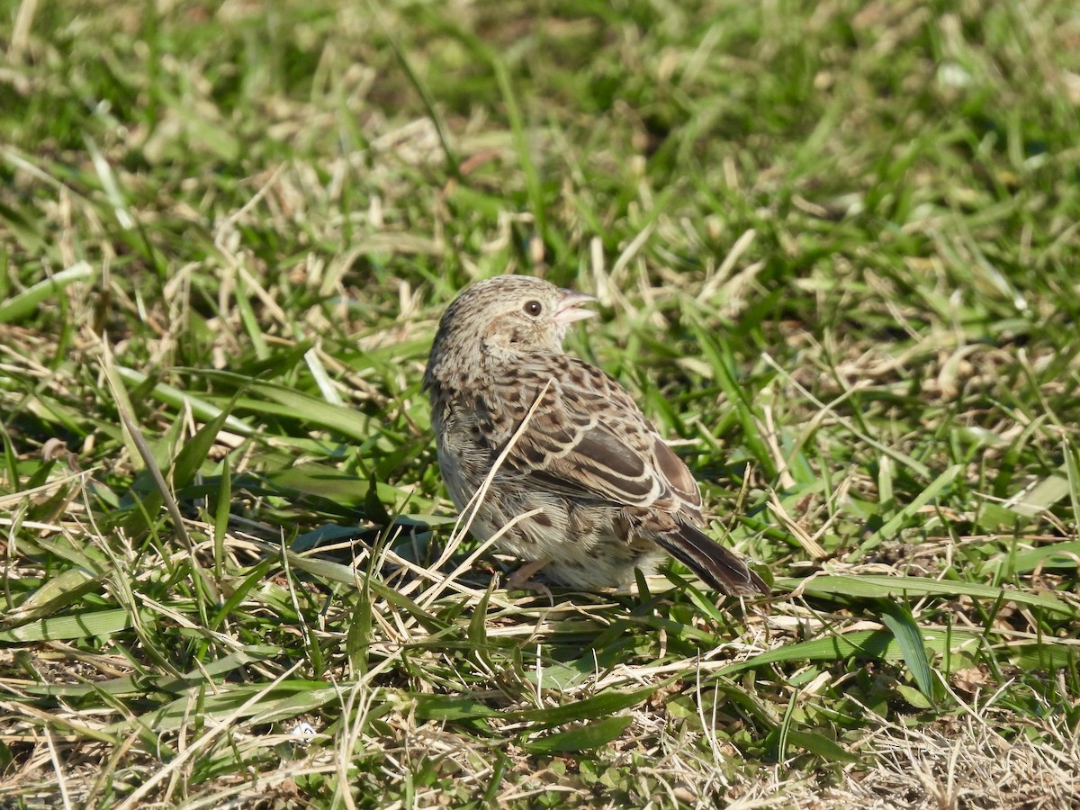 Cassin's Sparrow - ML646560269