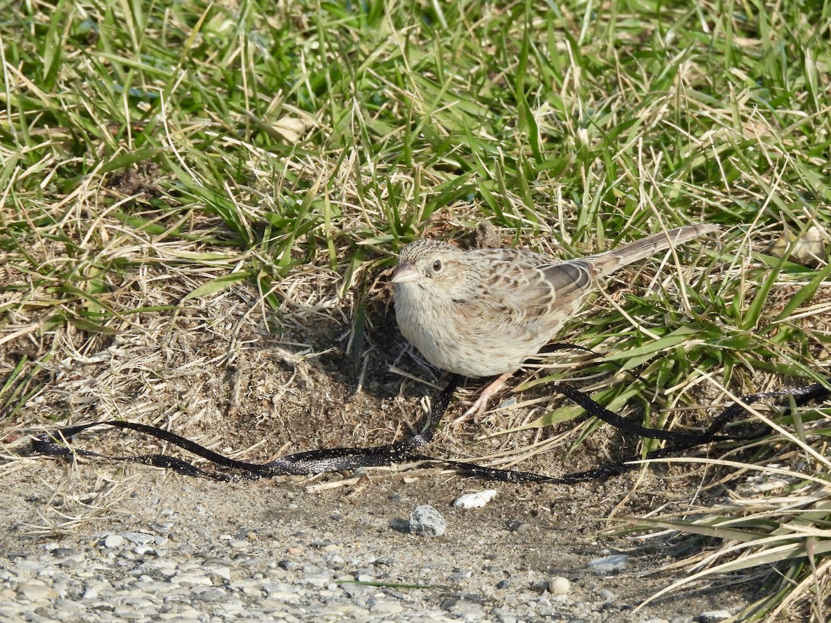 Cassin's Sparrow - ML646560270