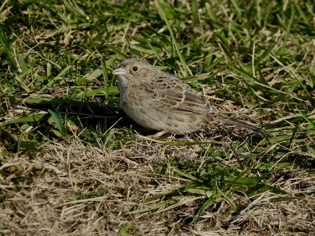 Cassin's Sparrow - ML646560271