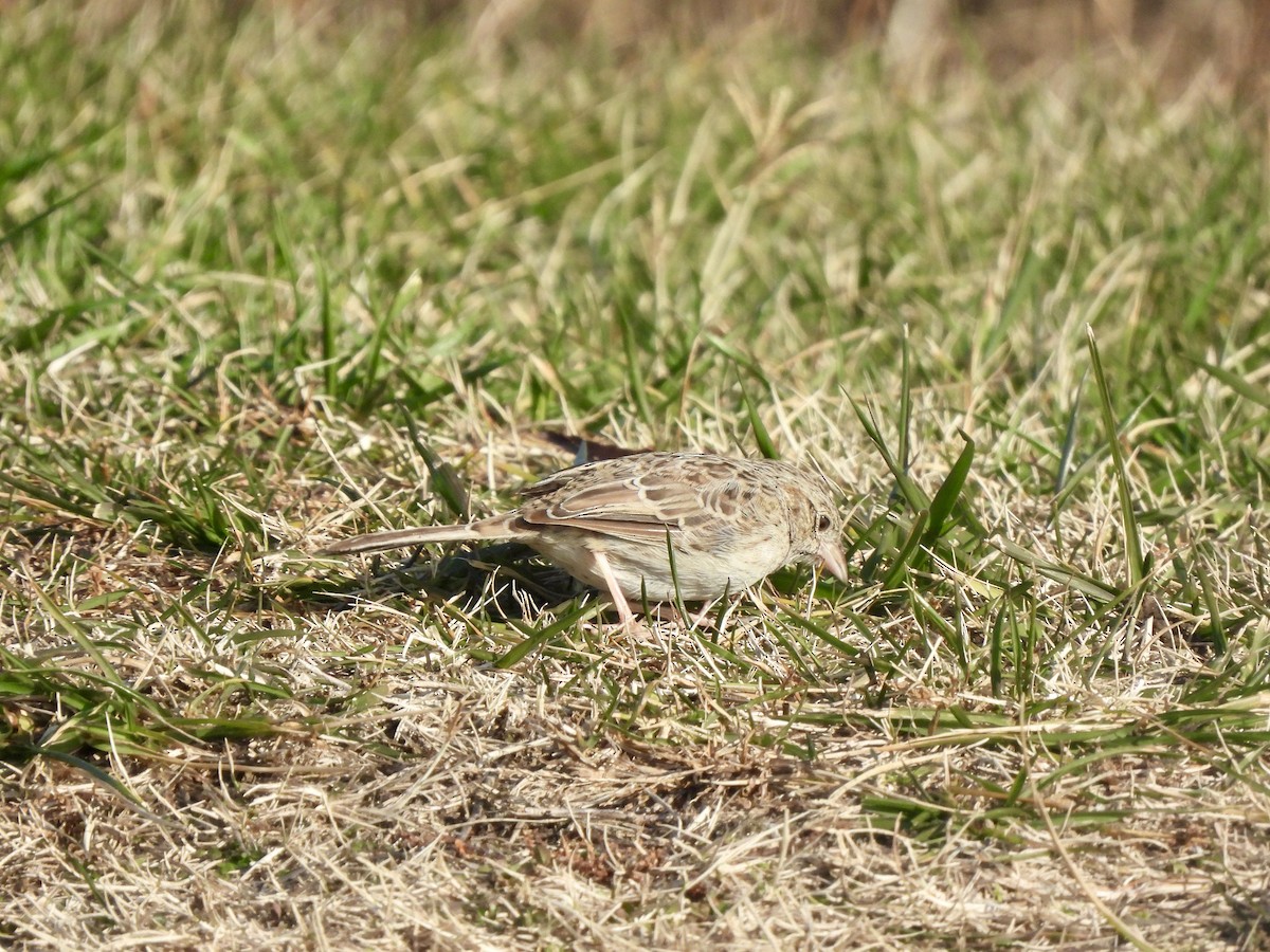 Cassin's Sparrow - ML646560272