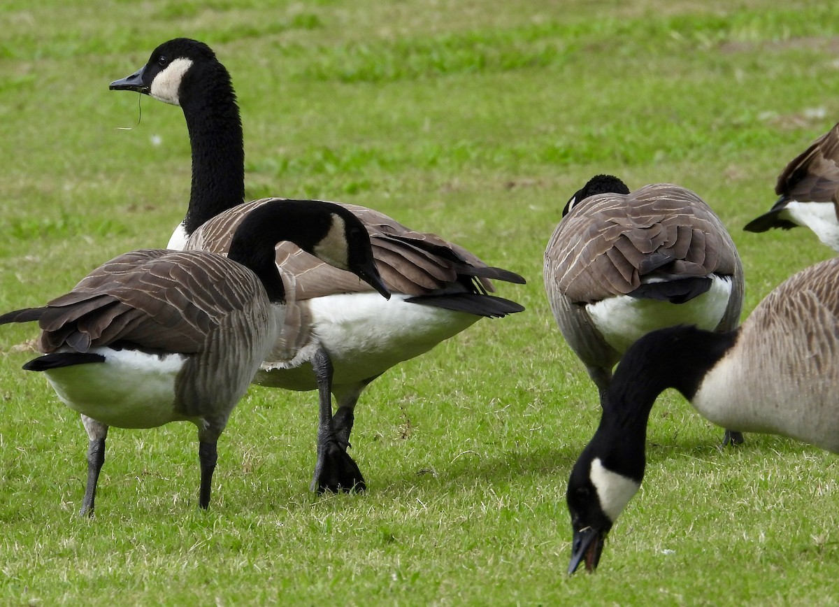 Canada Goose - ML646560275