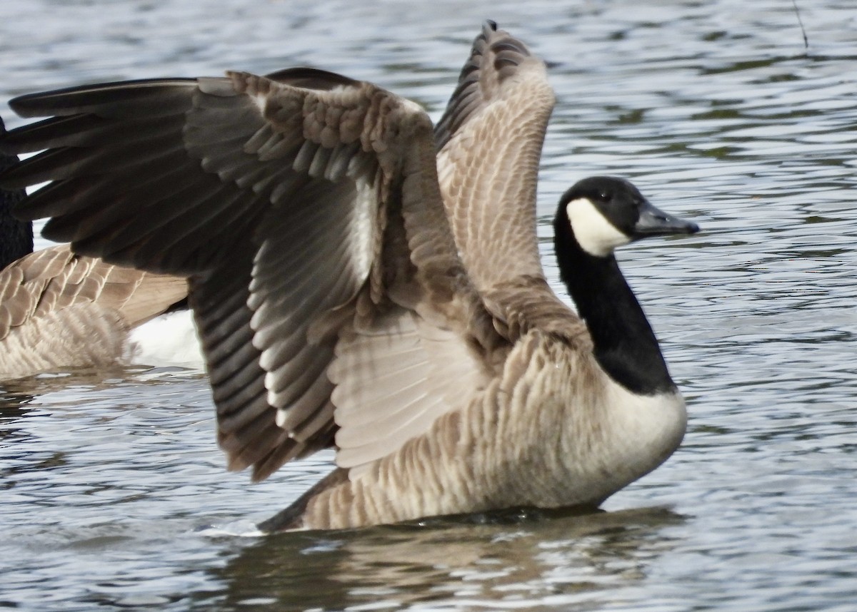 Canada Goose - ML646560276