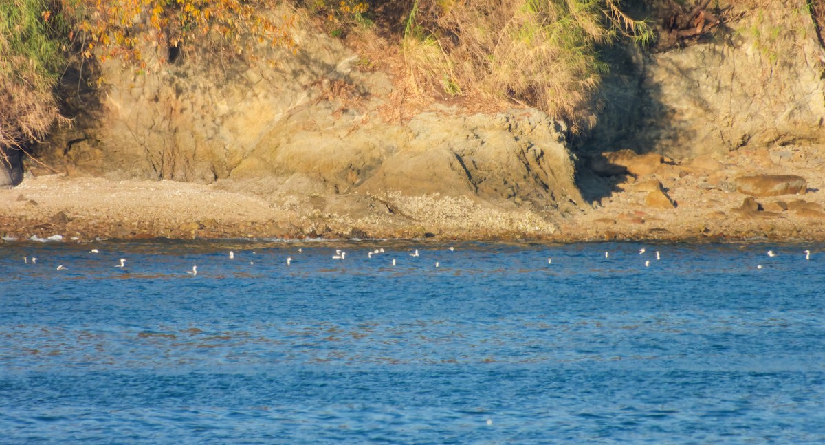 冠鸊鷉 - ML646560277