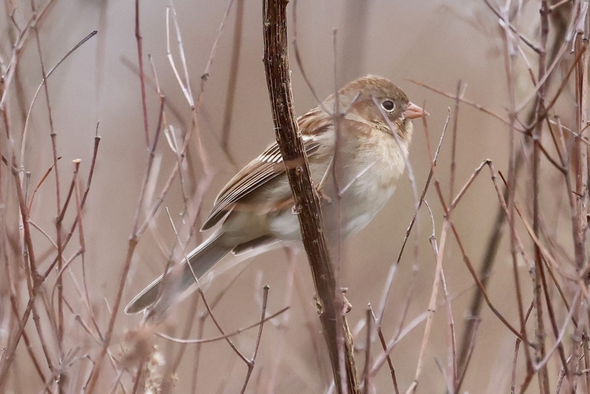 Field Sparrow - ML646560280