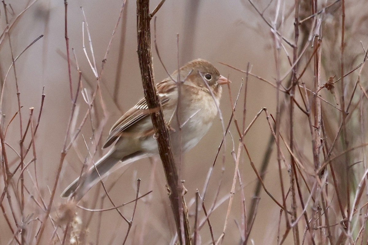 Field Sparrow - ML646560281