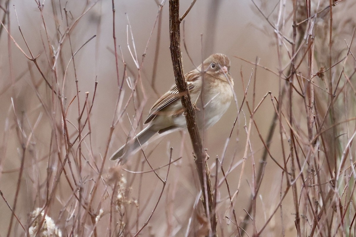 Field Sparrow - ML646560282