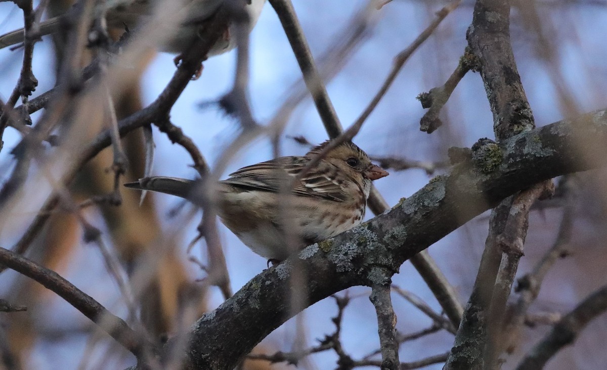 Chingolo de Harris - ML646560283