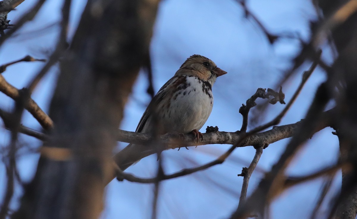 Chingolo de Harris - ML646560284