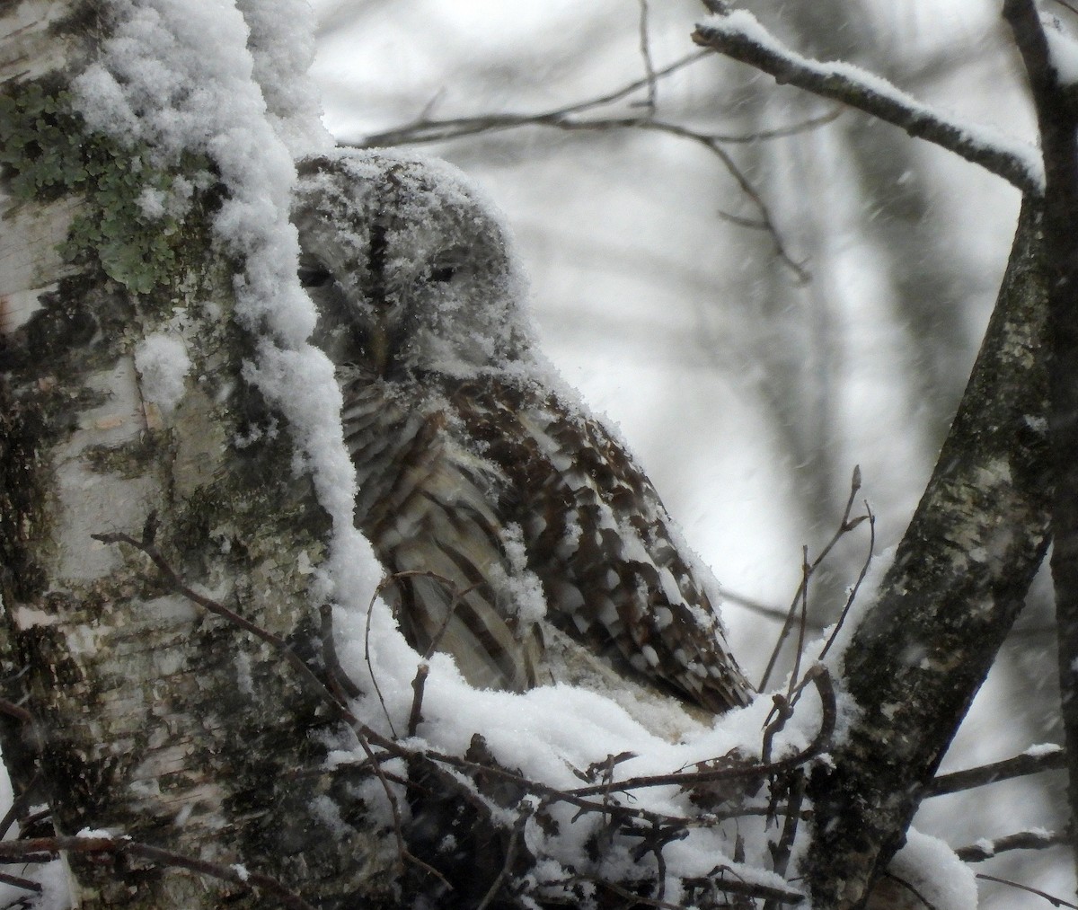 Cárabo Norteamericano - ML646560285