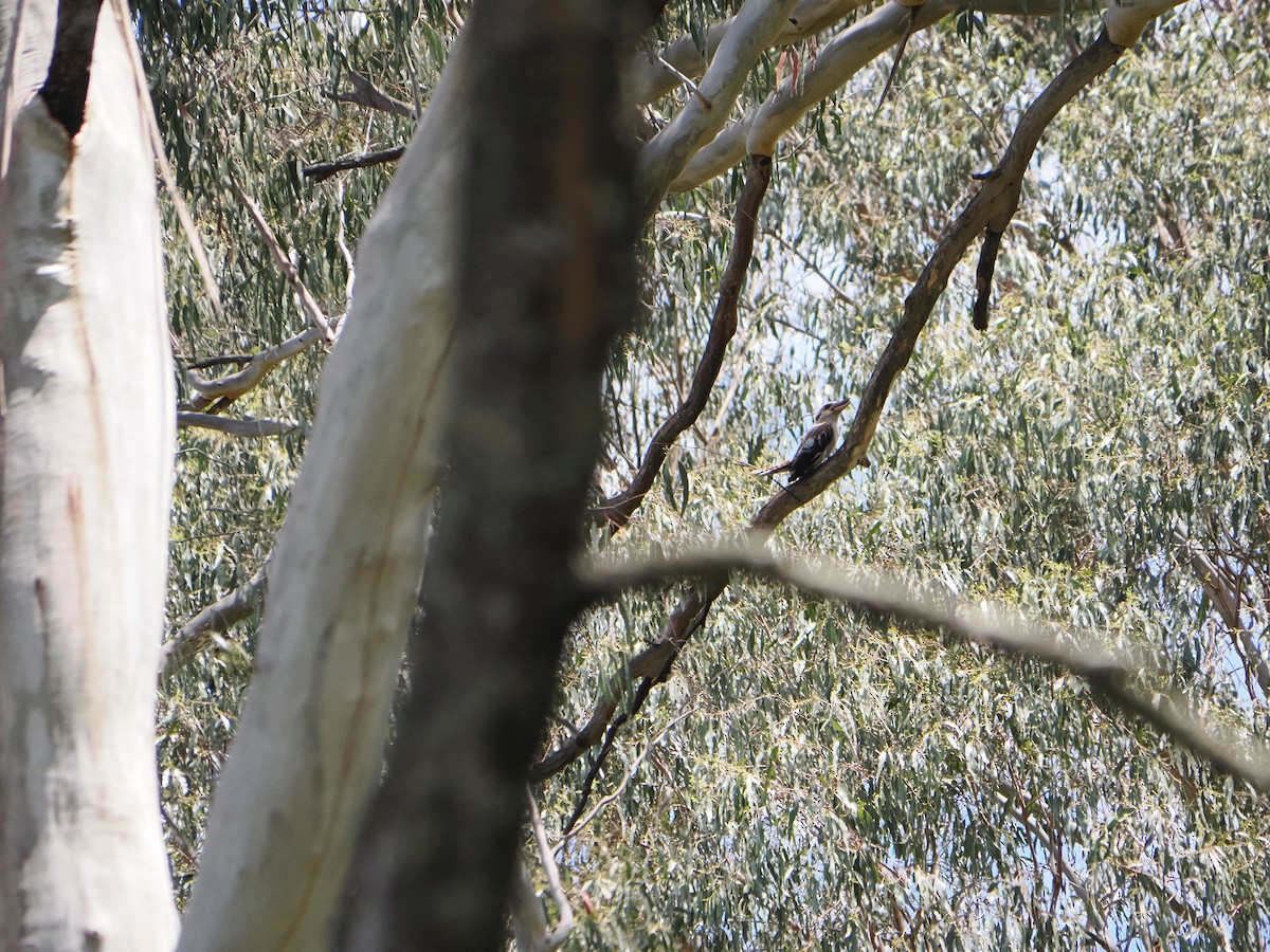 Kukabura - ML646560288