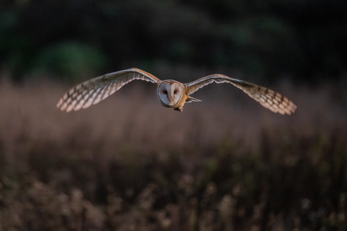 Hontz zuri amerikarra - ML646560289