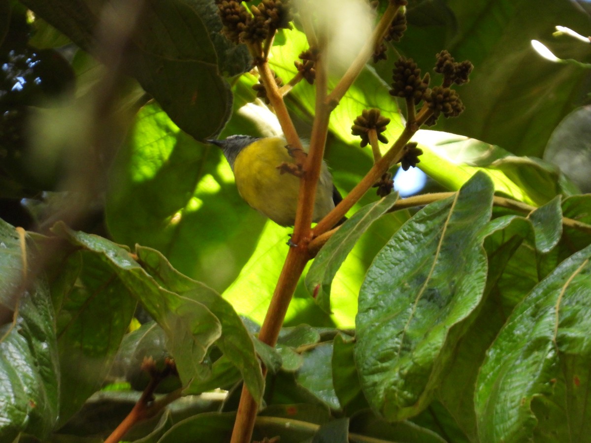 Sucrier à ventre jaune - ML646560290
