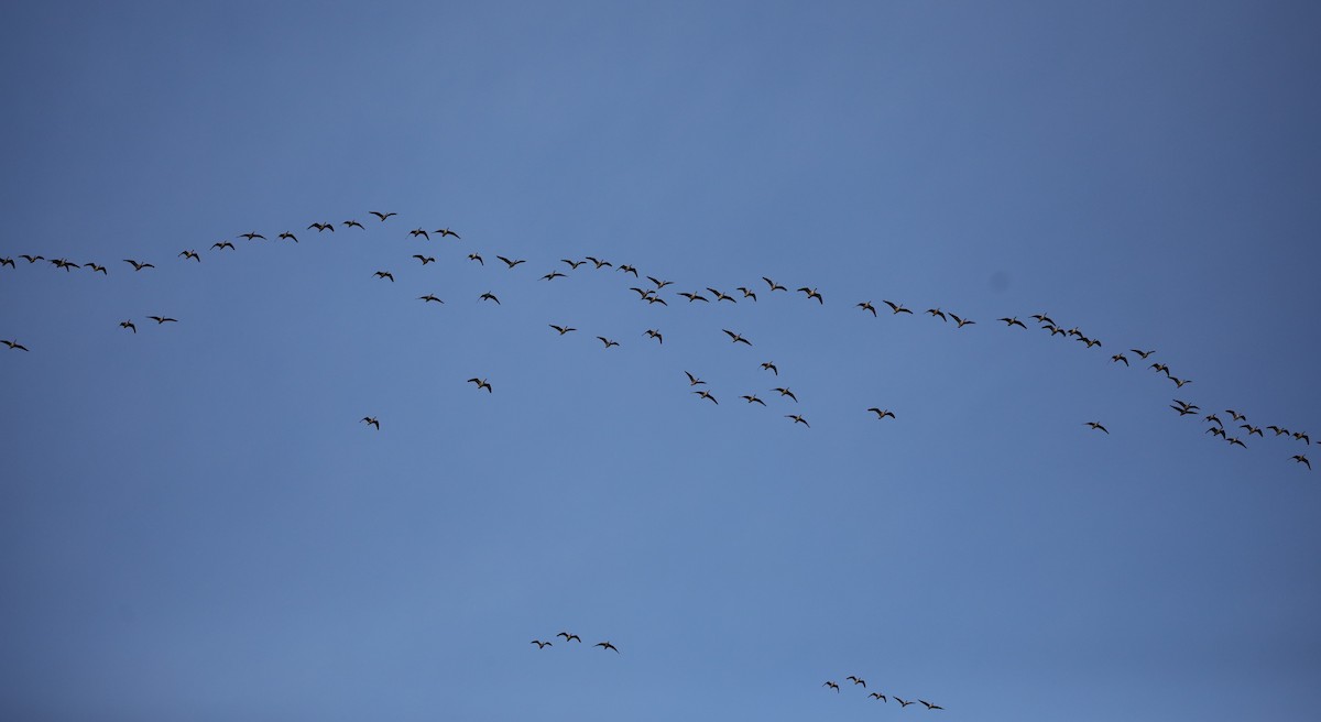 Barnacla Canadiense Chica - ML646560291