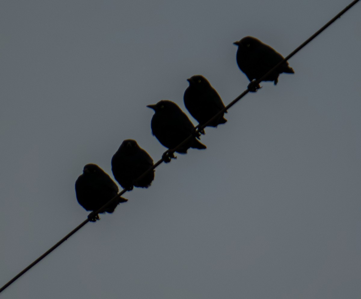 Brewer's Blackbird - ML646560293