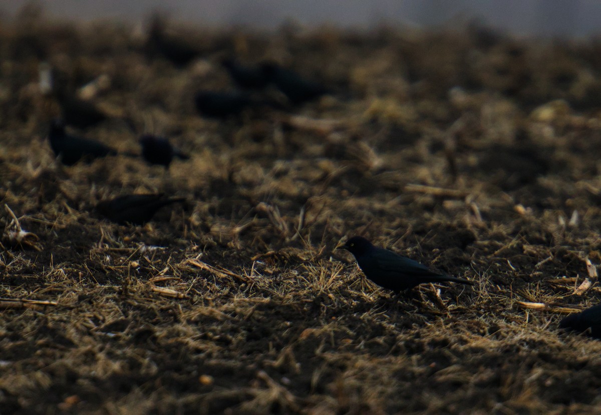 Brewer's Blackbird - ML646560294