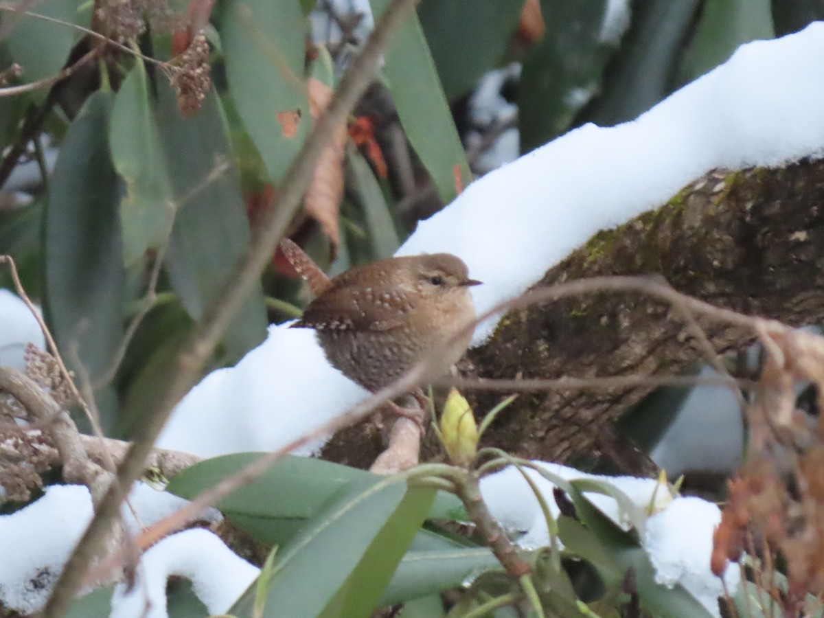 Winter Wren - ML646560295