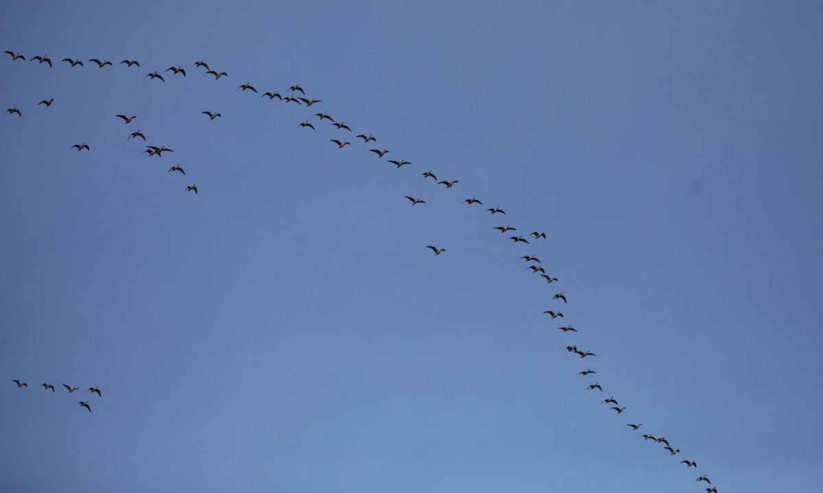 Barnacla Canadiense Chica - ML646560296