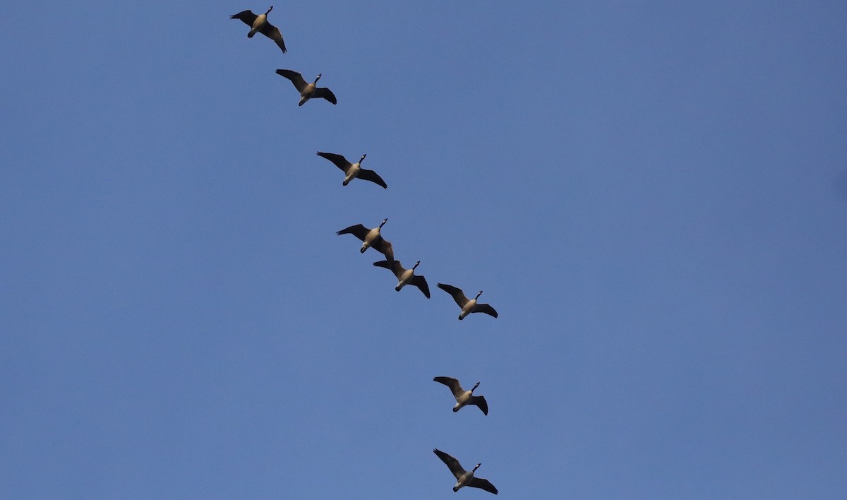 Barnacla Canadiense Chica - ML646560298