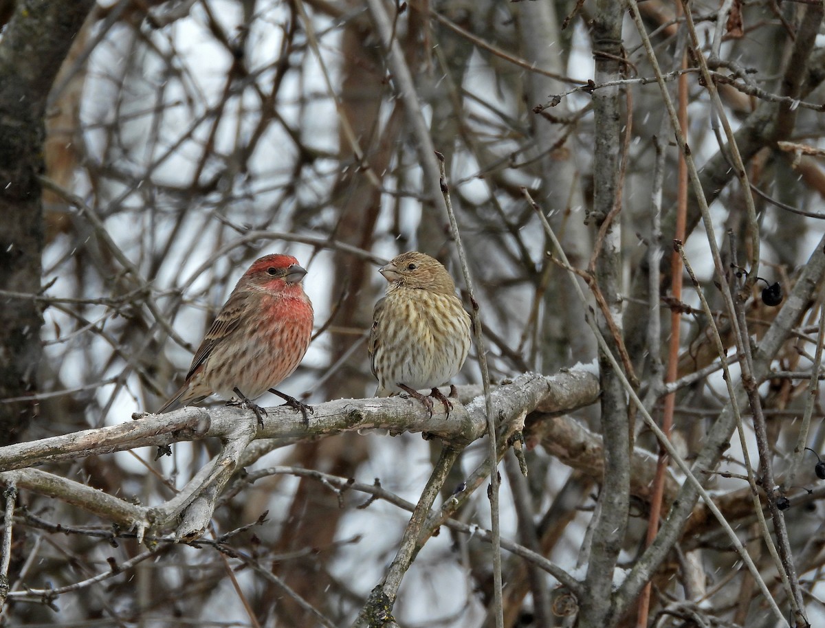Camachuelo Mexicano - ML646560303