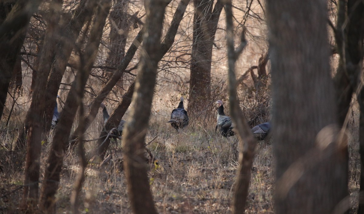 Guajolote Gallipavo - ML646560305