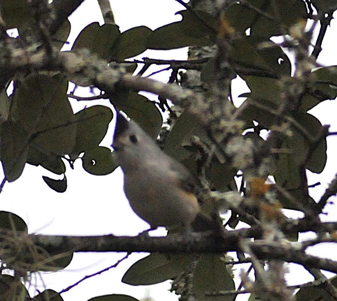 Black-crested Titmouse - ML646560306
