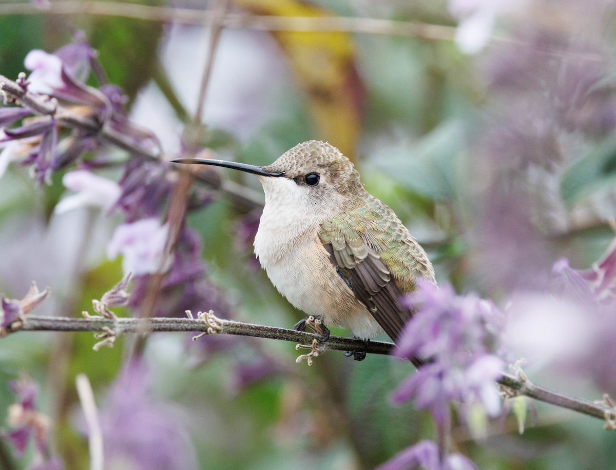 Black-chinned Hummingbird - ML646560310