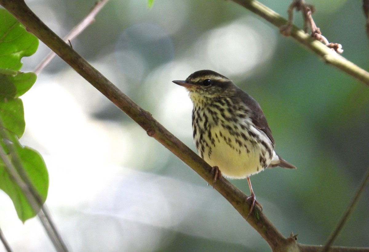 Northern Waterthrush - ML646560311