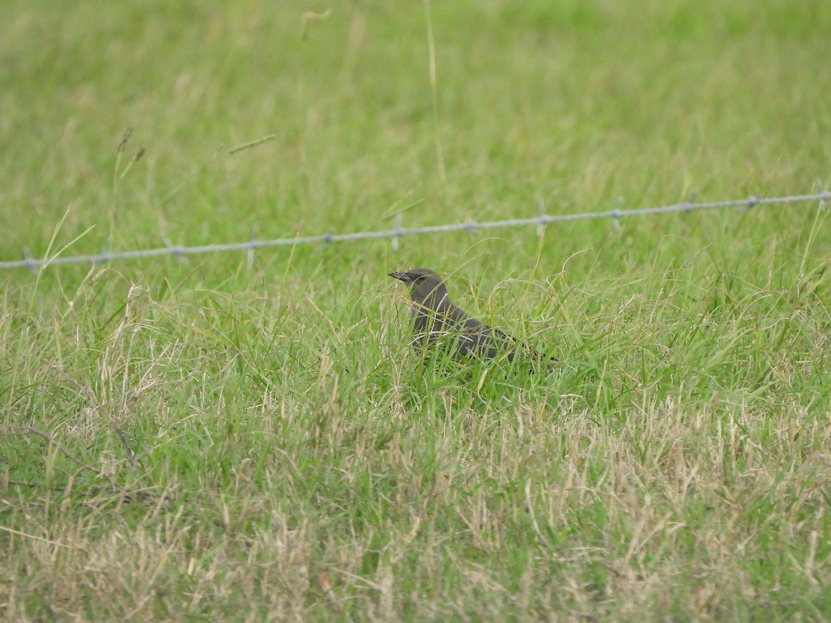 Brewer's Blackbird - ML646560313