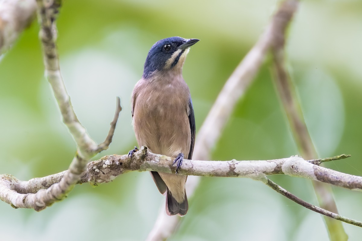 Whiskered Flowerpecker - ML646560316