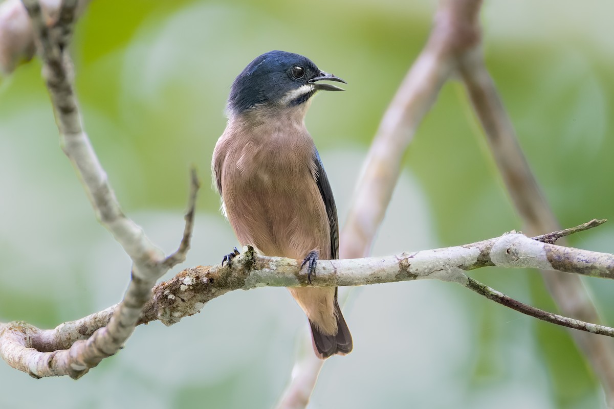 Whiskered Flowerpecker - ML646560317