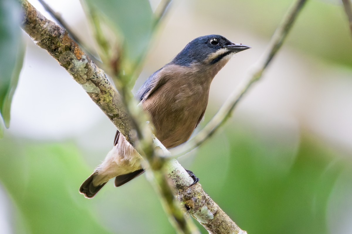 Whiskered Flowerpecker - ML646560318