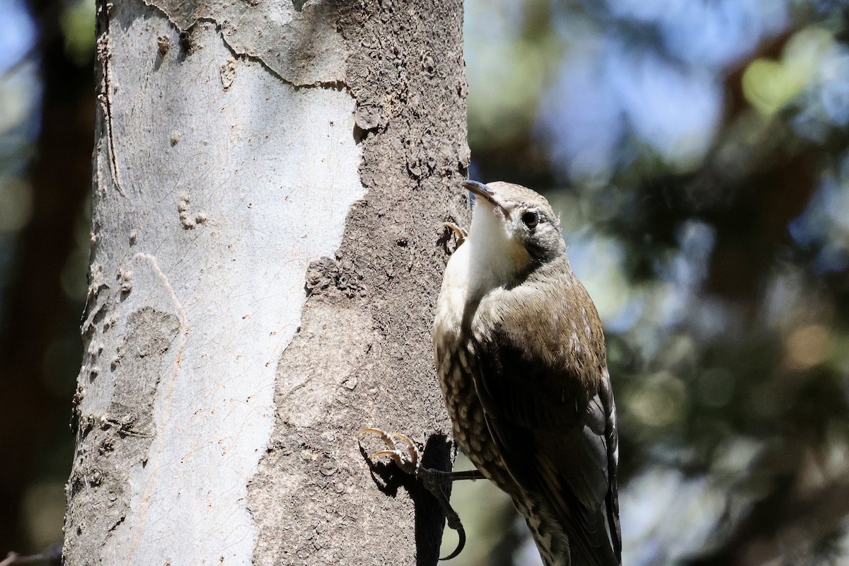 ノドジロキノボリ - ML646560319