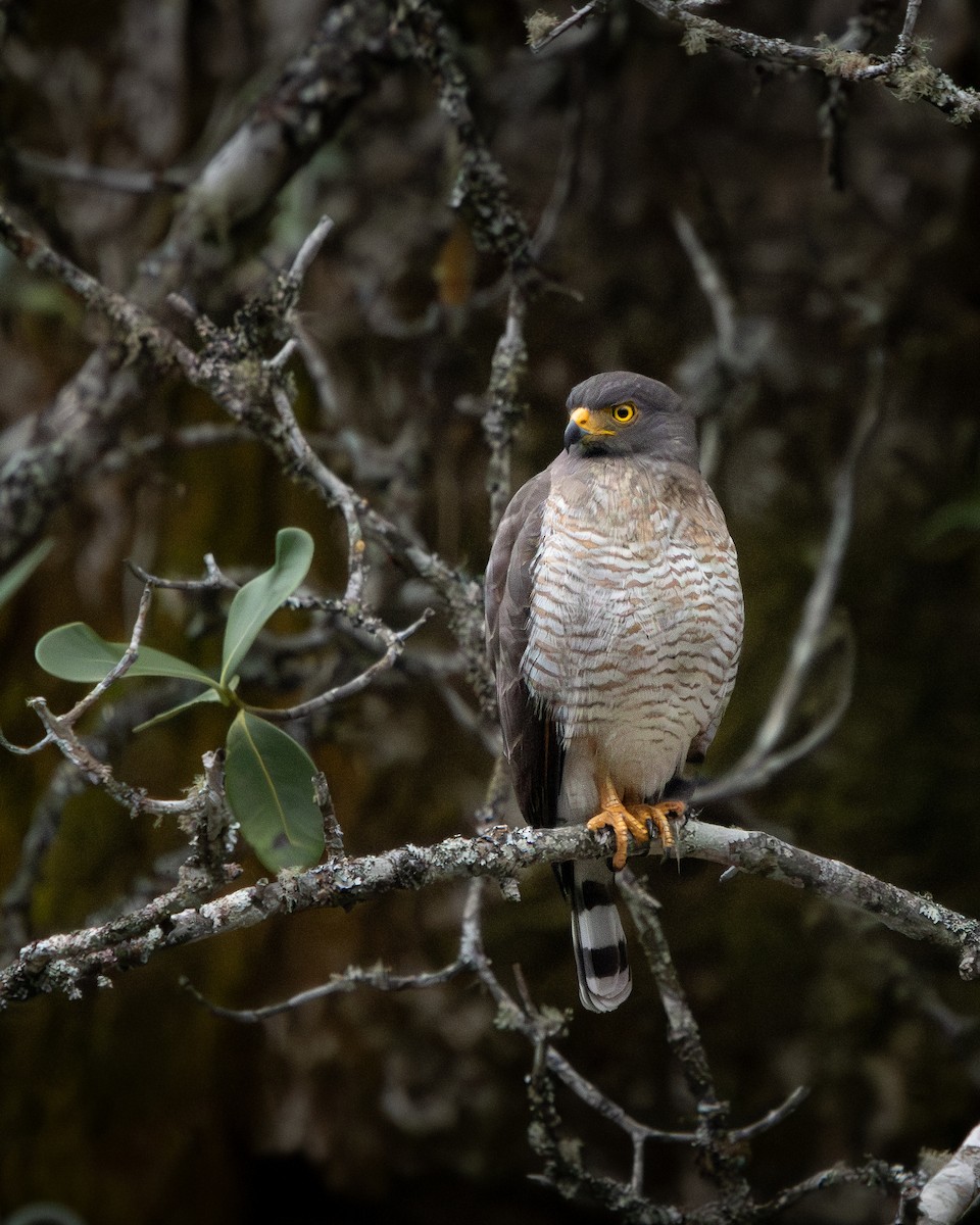 Roadside Hawk - ML646560320