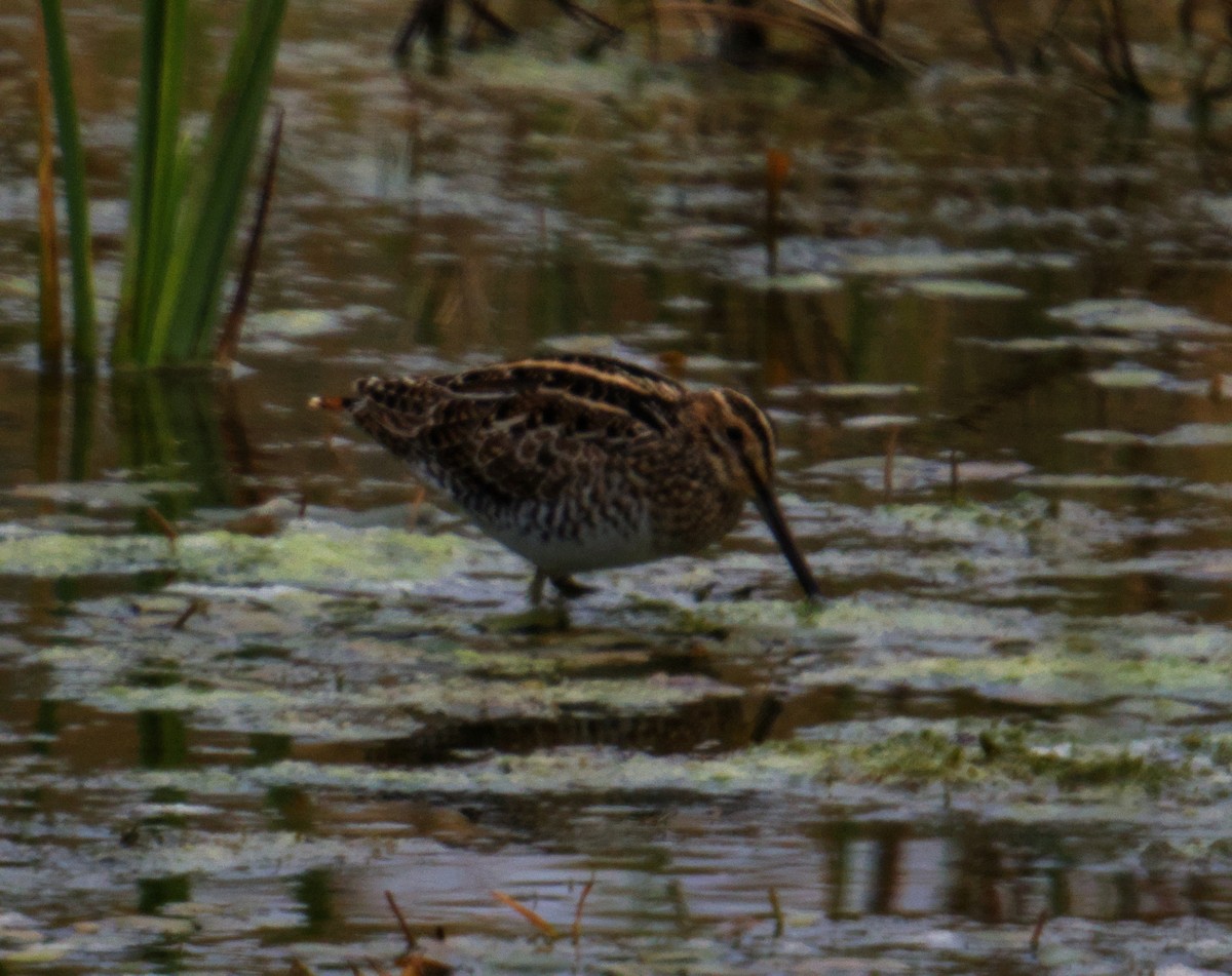Wilson's Snipe - ML646560321