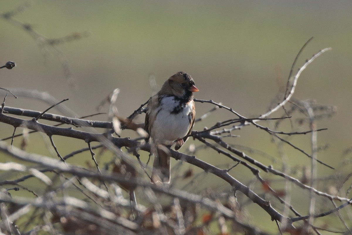 Chingolo de Harris - ML646560323