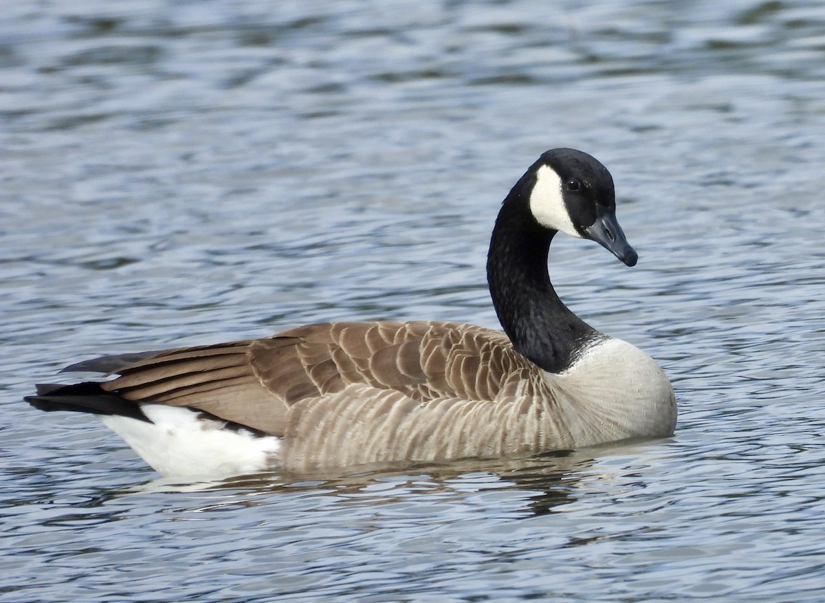Canada Goose - ML646560324