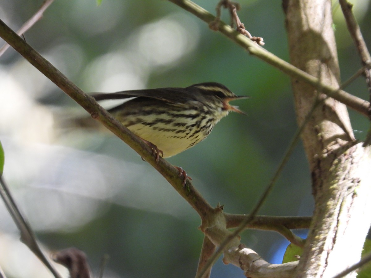 Northern Waterthrush - ML646560327